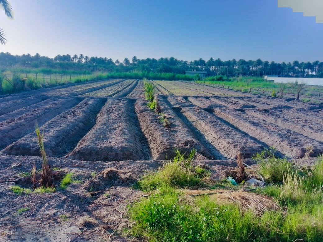 🏠 / دونمين للبيع  طابو زراعي  سند25 بيهن بيتين مسيجات بيارسي ومي سيح من شط الحله نهر خاص بيهن
دونماين للبع طابو زراعي سند25 بيهن بيتين

 مزروعات 130 نخله ملوان تين وتفاح اشجار 

#تبليط_كهرباء_مجاري وعرض شارع 10م

           البيت الاول  الوجهه 15 م / انزال25م بناء حديث طابوك بس عكاده مساحه البناء. 170

البيت الثاني بناء حديثه طابوك سكف صب
الوجهه 15 /انزال 25
مساحه البناء 224
🧱 الدار موقعه ممتاز 👌كافه الخدمات 
#

البيت الاول /  مطبخ 5 في 5

. أستقبال 7م. في 5م

هول 10م في 5ونص م

 . غرفتين .5م في 4م 
مجمع صحيات 

 حديقه 150 متر
البيت ساكنين بيهن فقط نقص بياض وسراميك 

البيت الثاني بناء حديث طابوك السكف صب  / مدخل 3 م  في 2ونص م

 مطبخ  حار وباردطول 7م في 4ونص م

 غرفتين 5 م في 4 م.

هول  14م في  4ونص م

  ستقبال طول 10م في 4 ونص م  .

 مجمع صحيات 3ونص م في 3 م
حديقه 150
 ساكنين بيهن فقط نقص بياض وسراميك 
كهرباء مجاري كلشي متواجد بلبيت

مقاليل  مدخل الحله البوابه الرئيسيه مقابيل معمل الجمهوري طاقة الكهرباء شارع  الريسي حله بغداد
الاستفسار *********** تحياتي للجميع 
#تبليط_كهرباء_مجاري وعرض شارع 10م

           البيت الاول  الوجهه 15 م / انزال25م بناء حديث طابوك بس عكاده مساحه البناء. 170

البيت الثاني بناء حديثه طابوك سكف صب
الوجهه 15 /انزال 25
مساحه البناء 224
🧱 الدار موقعه ممتاز 👌كافه الخدمات 
#

البيت الاول /  مطبخ 5 في 5

. أستقبال 7م. في 5م

هول 10م في 5ونص م

 . غرفتين .5م في 4م 
مجمع صحيات 

 حديقه 150 متر
البيت ساكنين بيهن فقط نقص بياض وسراميك 

البيت الثاني بناء حديث طابوك السكف صب  / مدخل 3 م  في 2ونص م

 مطبخ  حار وباردطول 7م في 4ونص م

 غرفتين 5 م في 4 م.

هول  14م في  4ونص م

  ستقبال طول 10م في 4 ونص م  .

 مجمع صحيات 3ونص م في 3 م
حديقه 150
 ساكنين بيهن فقط نقص بياض وسراميك 
كهرباء مجاري كلشي متواجد بلبيت

مقابيل  مدخل الحله البوابه الرئيسيه مقابيل معمل الجمهوري طاقة الكهرباء شارع  الريسي حله بغداد
الاستفسار *********** تحياتي للجميع
🏠 / دونمين للبيع  طابو زراعي  سند25 بيهن بيتين مسيجات بيارسي ومي سيح من شط الحله نهر خاص بيهن
