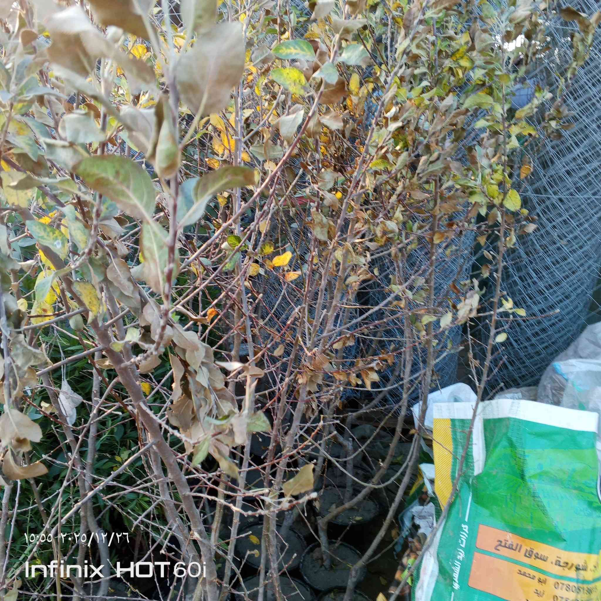 مشتل سيد جلال لجميع الاوراد والازهار لانواع الاشجار ليمون  اخضر ليمون برتقال  كليمنتين  يوسفي جريب فرروت  يوزو ماندرين بوميلو كالامانسي برتقال أحمر  ليمون كافيير مكان شارع العام يوجد خدمه توصيل داخل الصويره الاتصال على الرقم  ***********
