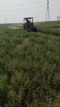 حاشوشة الجت • ١٨٥سم • بعقوبة