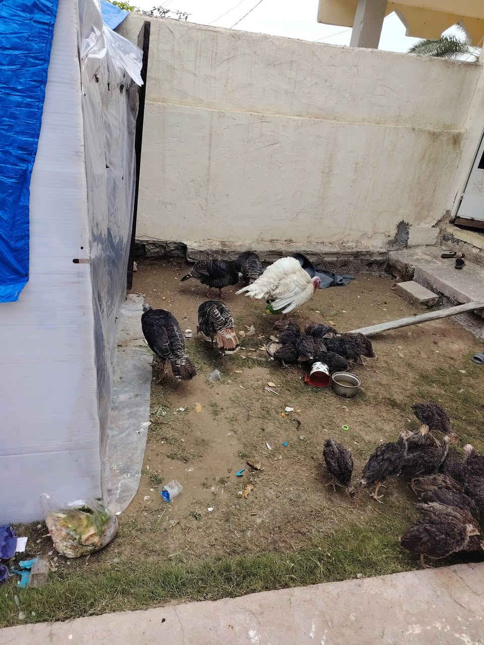 توفر بيض فسيفس برونزي الأصلي سعر البيضه 2 الفين دينار موجود ضلوعيه وبلد ونواحيها
رقمي ***********
