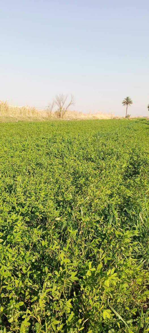 متوفر حالياً برسيم للضمان العنوان الهارونية الكيلوات 
الأتصال ***********
