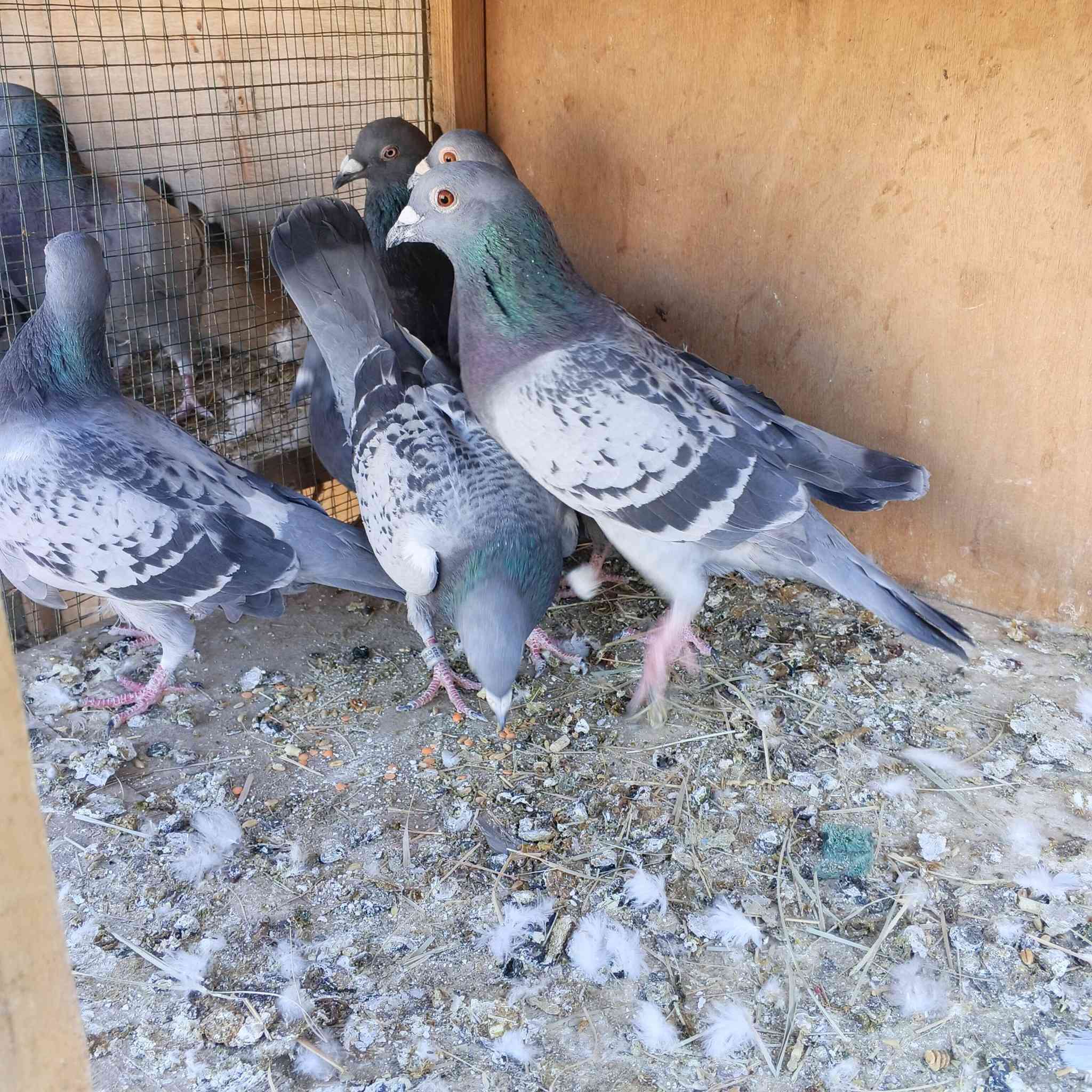 السلام عليكم هاي 14 تك زاجل للبيع من المكان تكريت الديوم شارع 60 سعر الزوج 10 قفل


**إذا كنت صاحب هذا الإعلان وتريد حذفه لأي سبب، رجاءا أرسل رسالة إلى الدعم الفني**