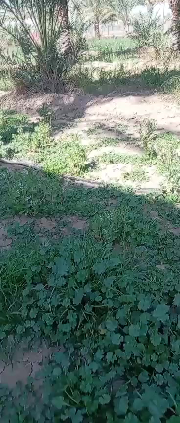 التفاصيل في الفديو للاستفسار
***********
***********
