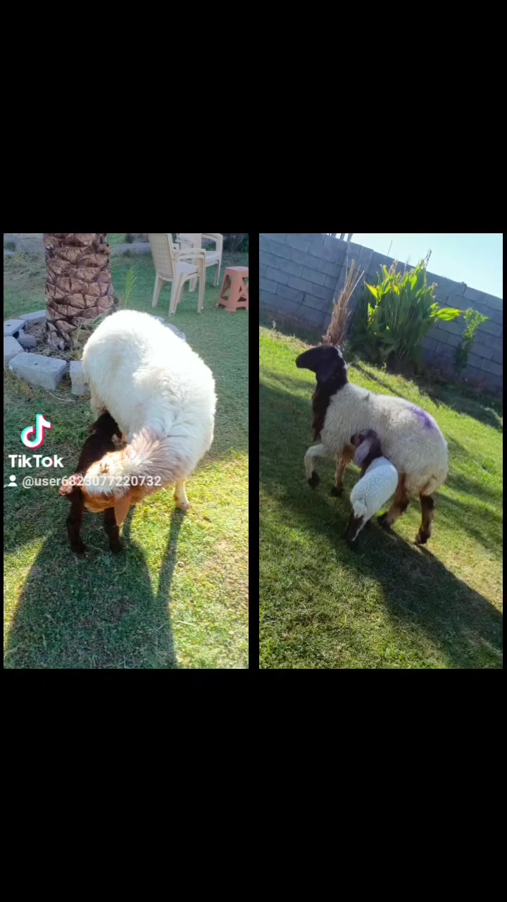 اللهم صل على محمد وال محمد عمي اسمع تفاصيل الحلال نعاج اثنين مطافيل وراهن ثايه وراجين امهات ثاني بطن حلال درجه اولى وين اللي يدور زين السعر خاص توصيل ما عندي مكانهن بغداد التاجي ناحيه المشاهده خابر وتدلل.   ///‏‪***********
