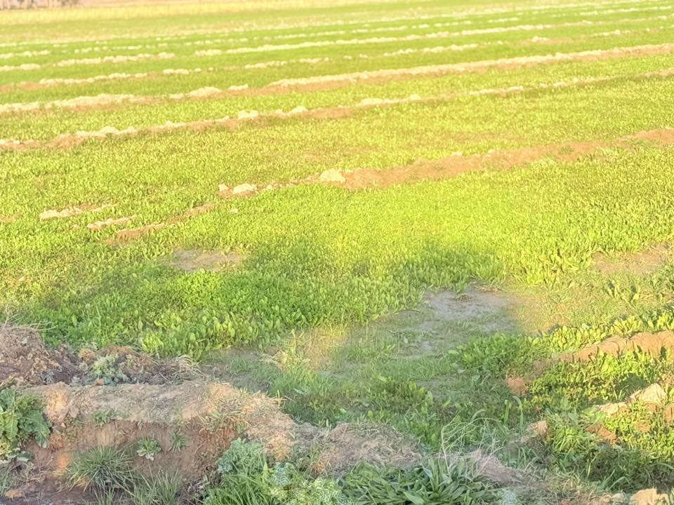 السلام عليكم ورحمة الله
ارض زراعيه للبيع المساحة ٢٩ دونم طابو سند ٢٥ 

تحويل مباشر سند مستقل ب إسم شخص واحد

حصه ماء صيف شتاء تربه درجه اولى طريق رسمي

تبعد عن الشارع الرئيسي ١ كيلو وعن مركز المدينة 

٦ كيلو المكان الصويرة سعر الدونم 6 مليون للاستفسار 

***********/. ***********
