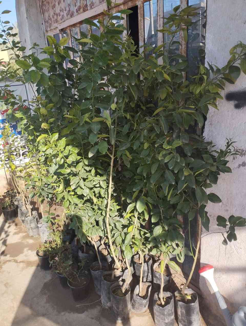 على بركة الله يتوفر انواع الاشجار والورد الجوري العراقي بكافة أنواعها في مكتب المصطفى الزراعي حله ورديه خارج البونافع


**إذا كنت صاحب هذا الإعلان وتريد حذفه لأي سبب، رجاءا أرسل رسالة إلى الدعم الفني**