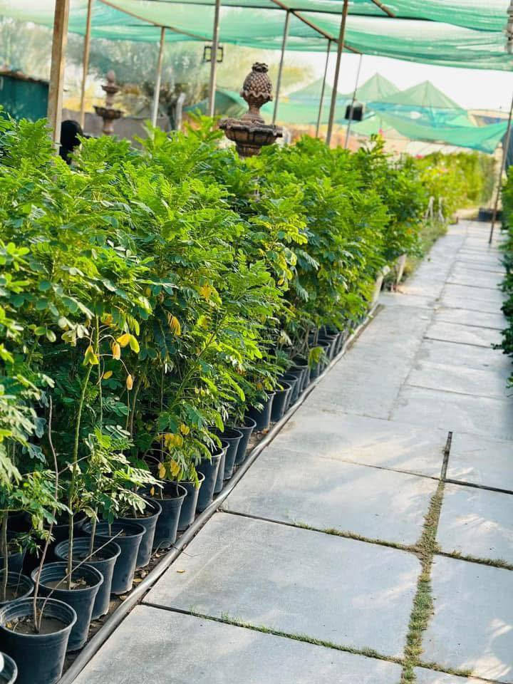 السلام عليكم متابعينا الكرام 

مع بداية موسم جديد..

يعلن مشتل شهيد العتبي 
وجود جميع انواع الشتلات
الظليه ولاخارجيه والثيل ونافورات 
والشلالات ولاسنادين والتحفيات 

يوجد كادر عمل كامـل
لتصميم الـحدائق والديكورات والـشلالات والنافورات بشكل جميل ومميز 
كل هذا بـ اسعار مناسبة

للأسفسار والتواصل معنا
يرجى مراسلـة الصفحة او الاتـصال على الــرقم 
*********** 

#مشتل_شهيد_العتبي ❤️🖤
