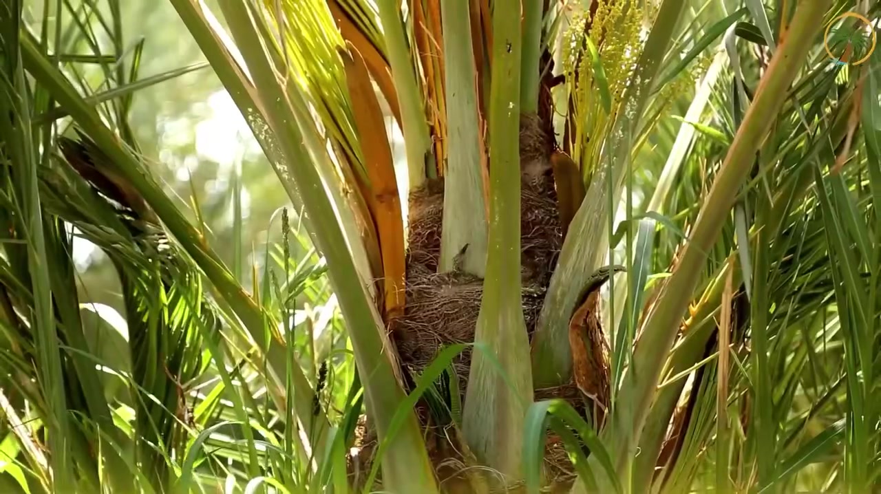 تعلن "المزرعة الهولندية لنخيل المجهول" عن توفر فسايل نسيجية نادرة 🌴

يسرنا أن نقدم لأصحاب المزارع والمستثمرين أفخر أنواع فسايل نخيل المجهول ( الام نسيجية )  المتميزة بالجودة العالية والإنتاجية المضمونة.✨ مميزات الفسائل المتوفرة من المصدر : من إنتاج المختبر العلمي لزراعة الأنسجة ( إرث المرحوم الدكتور عباس من البصرة ).
الأعمار تصل إلى 5 سنوات جاهزة للنمو السريع ، الأحجام المتوفرة مختلفة لتلبي جميع الاحتياجات .

📍 استثمر في مستقبل مزارعك مع الصنف الملكي (المجهول).

📞 للتواصل والاستفسار
 ماسنجر او وتس اب 
:
***********

 ***********
