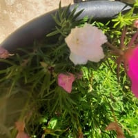ورد الصباح • ورد البربين • زهور