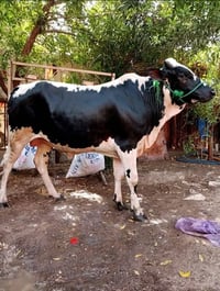 الي يحب يفتح مشروع حقل مواشي ثيران  عندي مكان خير من الله وأرض زارعة ج...