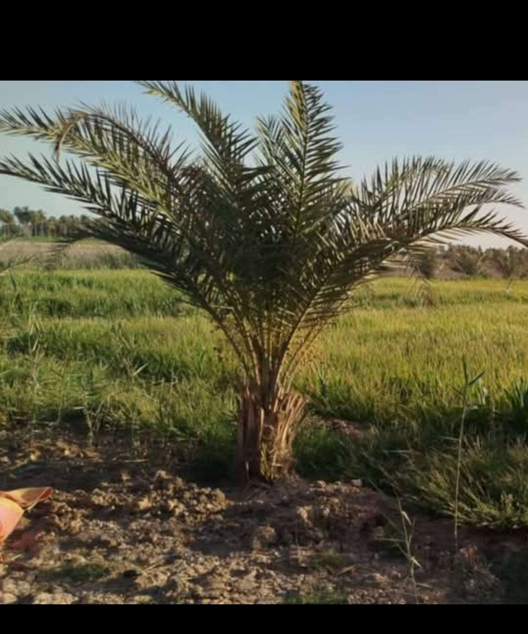 ارض زراعيه للبيع مساحات مختلفه حسب الطلب من دونم لحد ١٠٠ دونم تحويل سند باسم المشتري مباشر مي سقي متوفر كل الخدمات عنوان حله بزل حجي علي جهة طفيل ال سهلان  ***********
