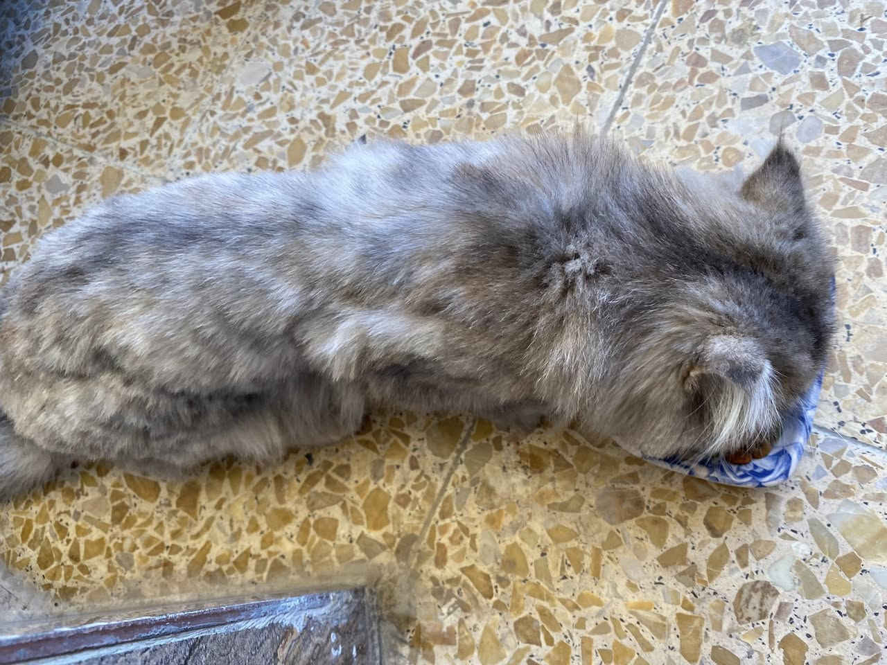 السلام عليكم
لكينه هاي البزونه بالقرب من اسواق الشاكرين مقابيل مدرسة الحسن المثنى للبنين
اللي يتعرف عليها يراسلني .


**إذا كنت صاحب هذا الإعلان وتريد حذفه لأي سبب، رجاءا أرسل رسالة إلى الدعم الفني**