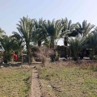 ناحية العباسية • ١٦ دونم • بستان ١٠٠ نخلة