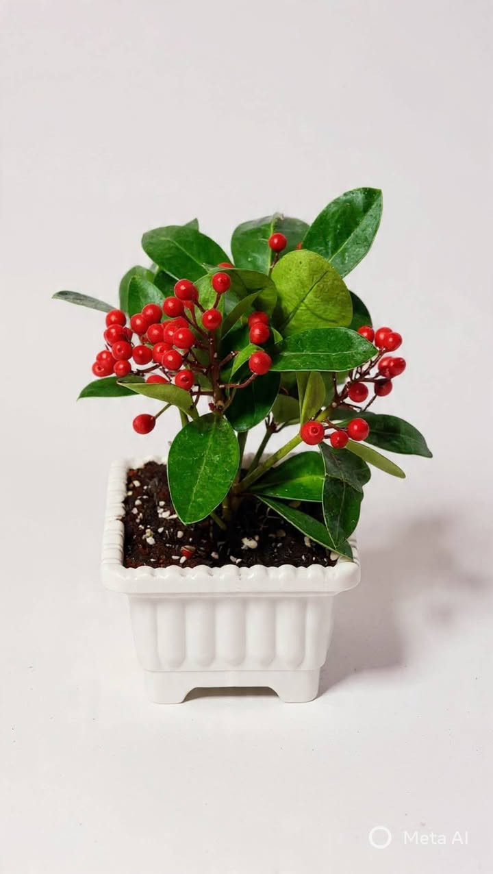 #$@
🌹💥💥💥 الحمدلله تبدأ موسم تزهير و نمو نباتات أنشأ الله 🥀🥀🍂🍂 
🦋نبدا مع نباتات جديدة و اشياء جميلة و جديدة أنشأ الله 🦋
🍂نباتات موجودة حاليا💥
� سارعو بالحجز اطلبوها 👈👈 وباقی علینا ....🤗🤗🤗🤗
يوجد توصيل لكل محافظات 👇 👇 👏
🌹🌹 ...😉😉😉😉

🌹💥💥💥 الحمدلله لەئێستا دا کاتی گوڵ کردنی گوڵەکان و دەست کردن بەگەشەیە انشااللە 🥀🥀🍂🍂
🦋 بەگوڵی تازەو شتی تازەو جوان انشااللە 🦋
🍂گوڵ بەردەستە لەئێستادا 💥🥀 خێرا بکە و داوای بکە 👈👈ئەوەی تر بە ئێمە بسپێرە ....🤗🤗🤗🤗
گەیاندن هەیة بۆ هەموو شوێنێک 👇 👇 👏 
 🌹🌹🌹...😉😉😉

... بتمۆس 👇
... ئاسن    👇 حدید
...ئێن پی کەی 👇
                                                        NPK...
... بیرلایت
...بەردی بوڕکانی یان بەردی لیکا 👇
... حجر بركاني او حجر ليكا  👇
...قەترەی بامبۆ 👇 قطرة عصى موسى 

🫵🫵هەموو جۆرە سندانەیەکی گەورەو بچوكى گوڵی ئاوی بەردەستە.....
🫵🫵كل انواع سنادين كبير و صغيرة نباتات مائية موجود .....
...لصورة کل نباتات تانية ادخل الصفحة.....🫵🫵🫵🫵🫵
... بۆ وێنەی هەموو گوڵەکان بڕۆ ناو پەیجەکەمان ....🫵🫵🫵🫵
...


**إذا كنت صاحب هذا الإعلان وتريد حذفه لأي سبب، رجاءا أرسل رسالة إلى الدعم الفني**