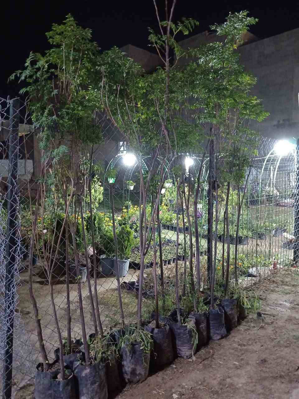 على بركة الله ♥

متزفر اشجار السبحبح احجام كبيرة ارتفاع اكثر من مترين 

شجرة السبحبح شجرة معمرة تتحمل الضروف القاسية الحارة سريعة النمو ومنضرها جميل 😍

#السعر 7.000 الاف فقط 

#العنوان_القائم_حصيبة 
شارع ابو رندة القديم شارع البلات قرب مجمع الشام الطبي مقابل قرطاسية ديار الأمل 

الإتصال *********** مشتل ابوبكر
