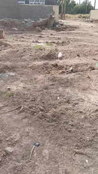 طابو زراعي • سند ٢٥ • ١٥٠م