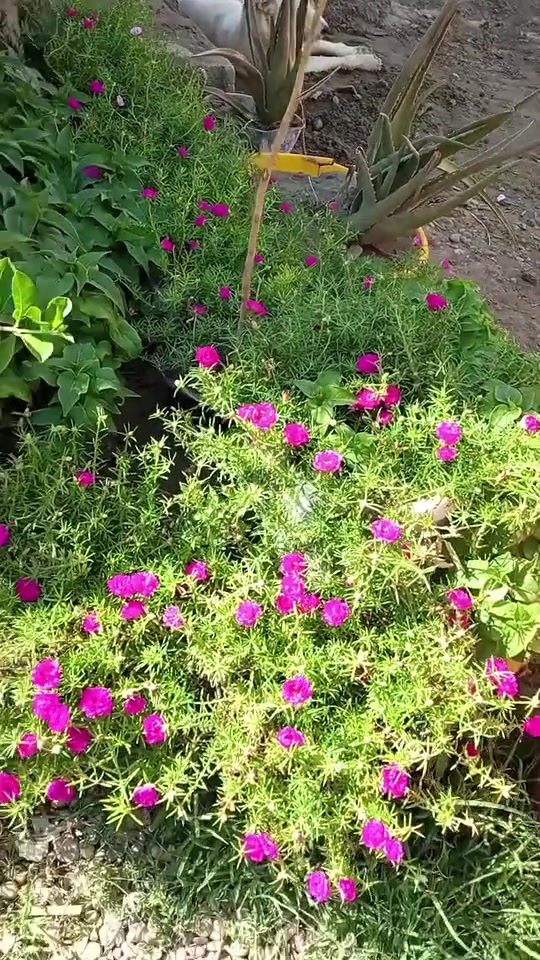 سنادين ورد الصباح سندانه بالف نفس هاي الالوان***********1 الرقم
