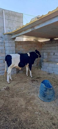 بسم الله وعله برك الله تعلن. قصابت عمادال عيد   ذبح عجل الديره يوم الس...