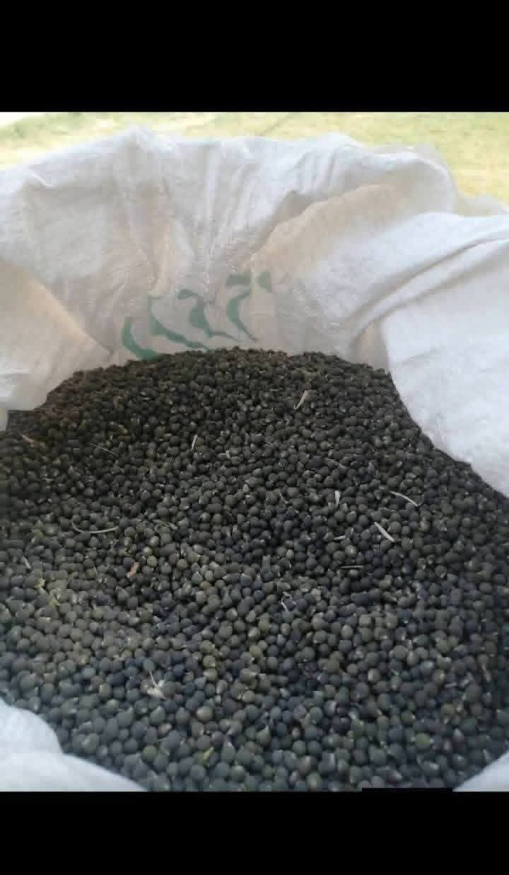 السلام عليكم متوفر لدينا بذور بانيه صنف الهلوبه الاستفسار خاص او أتصال ***********
