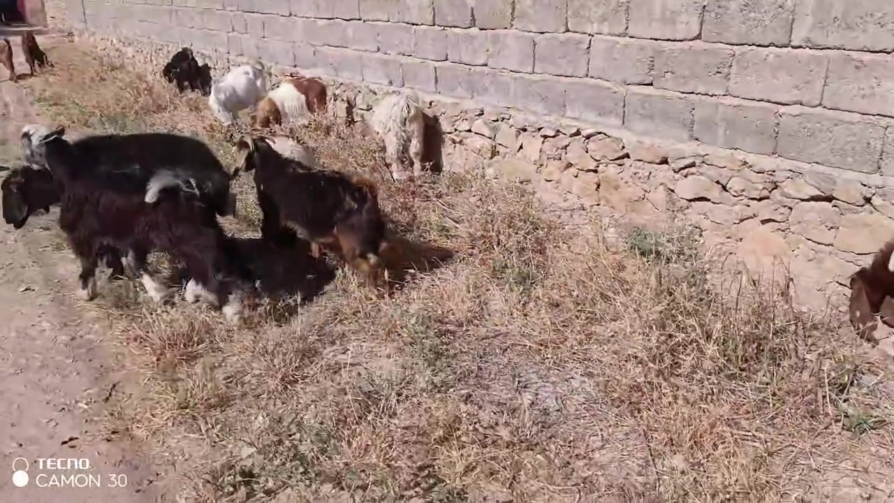 للبيع رقم ***********
