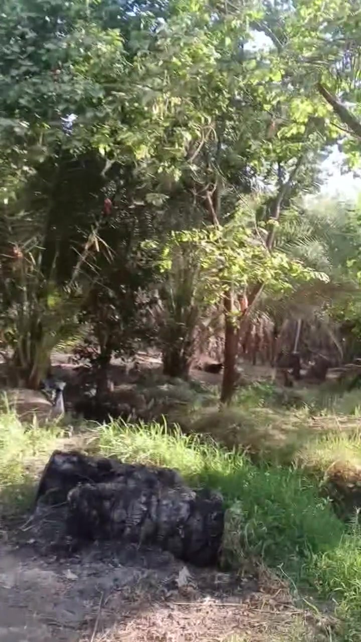 بستان عامره 4دونم معه 4منازل طابو سند 25تحويل  كربلاء طريق البراهميه قرب مجسر البراهميه مباشر على شارع العام 
***********
***********
