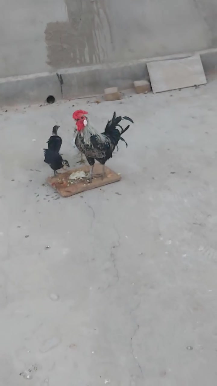متاح 2 فروجات و2ديج كلهن ب 35


**إذا كنت صاحب هذا الإعلان وتريد حذفه لأي سبب، رجاءا أرسل رسالة إلى الدعم الفني**