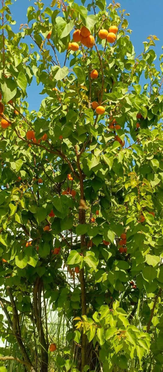 🌳 فرصة مميزة لامتلاك بستان صغير في بغداد – الراشدية 🌳
📍 الموقع: بغداد – الراشدية، نهاية منطقة العاصفة
📐 المساحة: 500 متر مربع
📄 نوع السند: طابو زراعي – سند 25
✅ مميزات العقار:
تتوفر جميع الخدمات
🚰 ماء إسالة
💧 ماء سقي
⚡ كهرباء
🔒 مسيّج بالكامل
📏 الواجهة: 21 متر
📏 النزال: 24 متر
🌿 مناسب للسكن الريفي، أو الاستراحة العائلية، أو الاستثمار الزراعي.
💰 السعر: 37 مليون دينار عراقي 🤝 السعر قابل للتفاوض
📞 للاستفسار والتواصل: ***********

