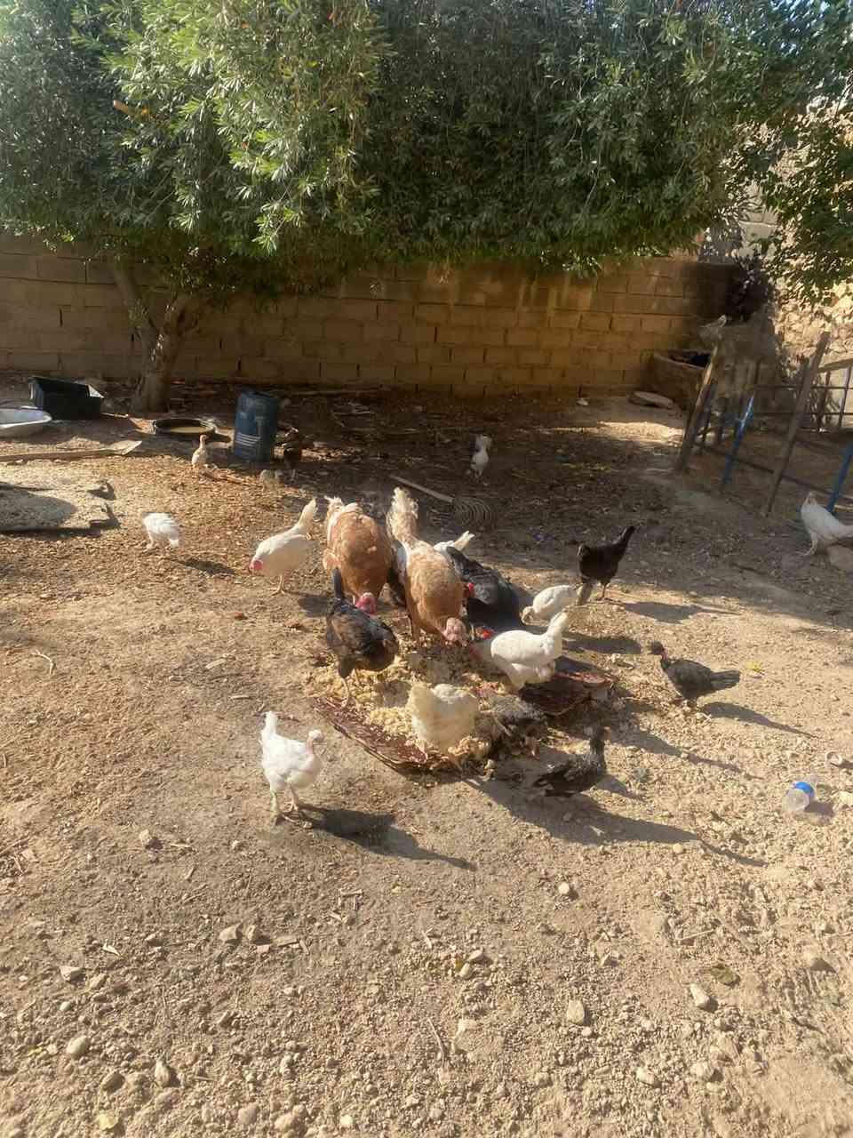 السلام عليكم اخوان للبيع دجاج عرب وفسيفس ثنين وفحلهن وياهن شرط نصاح ملقحات وكاملات للأستفسار الاتصال على الرقم ‏‪***********‬‏
