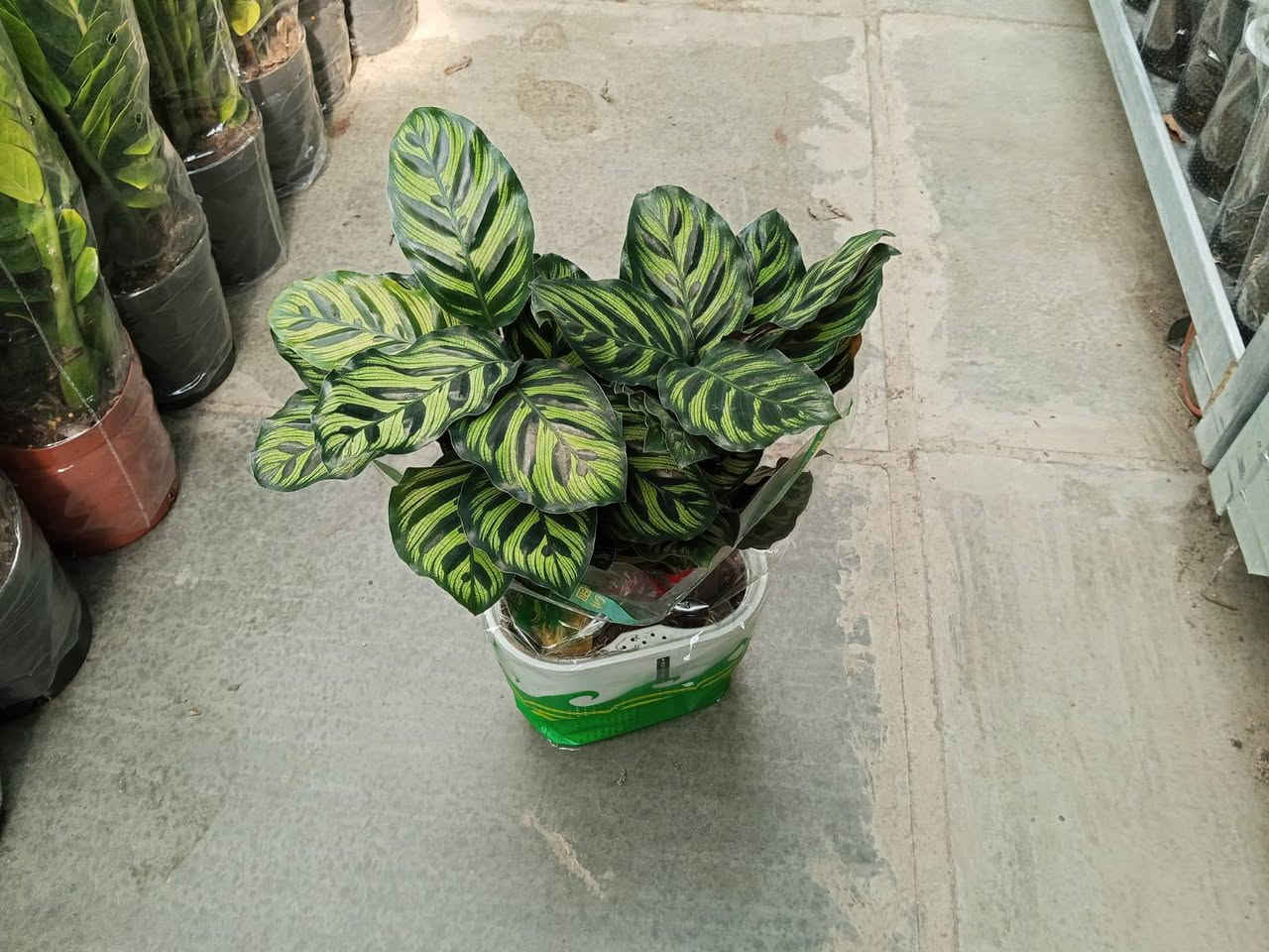 ياالله 
متابعينا الاعزاء 
توفرت تشكيلة مميزة وفريدة  ومختلفة من النباتات الظلية المائية 🌲🌹
والاسعار مناسبة للجميع ان شاء الله 

العنوان//بغداد سبع ابكار
التوصيل//لكل المحافظات العراقية 
الحجز//مراسلة الصفحة او واتساب ***********

#مشتل_زهور_النرجس #نباتات_ظلية #نباتاتي
#نباتات_مائية #ترند #اكسبلور_فولو #بغداد #العراق #بيع_نباتات #عراقي
