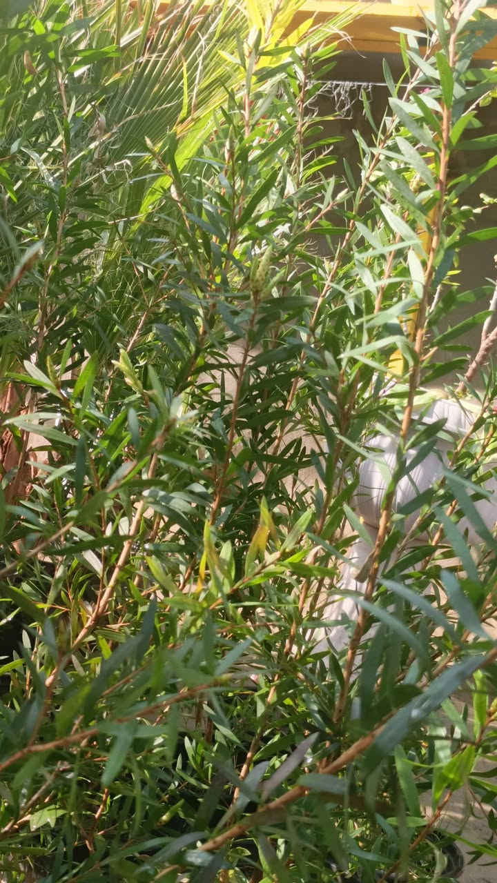 صباح الخير  سعر ب 8000 دينار اثنين ب 15 
نبات فرجت بطل هو رمز القوة والتحمل في أجواء العراق. 🌱🌟 بفضل لونه الأحمر الجذاب وإنتاجه الوفير، يقدم لنا الأمل في كل موسم. انطلق وزرع النجاح! 🌿💪 
 (✪‿✪) (✪‿✪) (✪‿✪) (✪‿✪) 
العنوان مشتل كوت فلكت الحاوي قرب مجمع دمشق الطبي مقابل مدرسه التعليم الاساسي مشتل سماء


**إذا كنت صاحب هذا الإعلان وتريد حذفه لأي سبب، رجاءا أرسل رسالة إلى الدعم الفني**