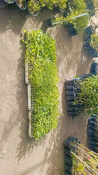 مشتل سيد حسين • الحمضيات • شتلات خضار وزينة