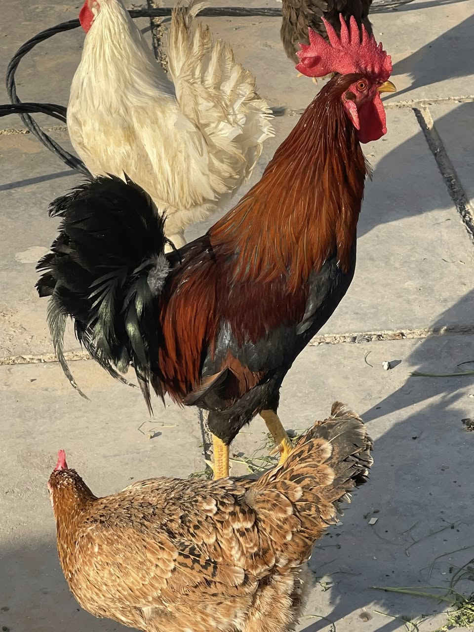 ديوكه عرب للبيع زوج ب 30 يرهمن ذبح ويرهمن مال تبزير  مكان سامراء رقم هاتف بي واتساب *********** سامراء
