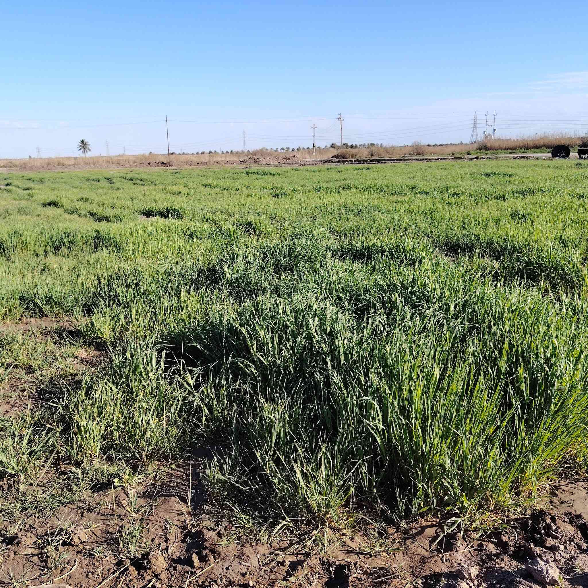 السلام عليكم ارض للبيع مساحته 4دونم طابوو زراعي سند 25في بابل محاويل قريه عميه عاصي صالحه للسكن او زراعه او مشروع مي وكهرباء وشارع بعد 500متر للاستفسار ***********
