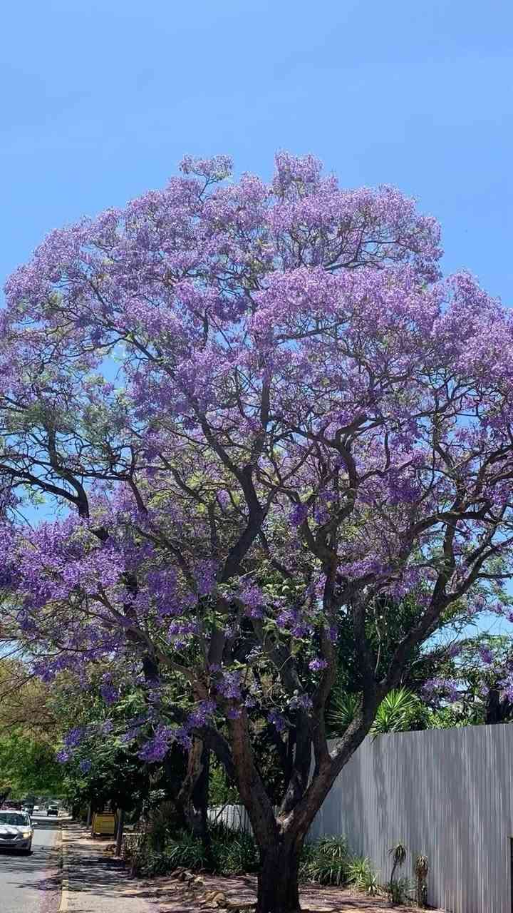 مشتل سلفينيا 🌿
توفرت شتلات جاكرندا بنفسجي (Jacaranda mimosifolia) 💜🌳

💰 السعر: 10 آلاف دينار
📏 الارتفاع: من 70 سم إلى متر تقريبًا
🚚 التوصيل: متوفر لجميع محافظات العراق

🌿 المواصفات:
من أجمل أشجار الزينة في العالم، تتميز بأوراقها الناعمة المشابهة للسرخس، ونموها مرتب وأنيق، وتعطي شكل فاخر جدًا للحدائق والبيوت والمزارع.

☀️ التحمل:
تتحمل الحرارة والأجواء العراقية بشكل جيد بعد التجذّر، وتحب الشمس المباشرة، ونموها يكون ممتاز بالأماكن المفتوحة.

💜 الإزهار:
تزهر بعناقيد بنفسجية ساحرة تلفت النظر بشكل قوي، وتخلي المكان مميز وفخم وقت الإزهار.

✨ الفوائد:
مناسبة للحدائق المنزلية، الأرصفة، الاستراحات والمزارع، تعطي ظل جميل مع الوقت وتزيد من جمال وقيمة المكان.
شتلات مختارة وصحية وجاهزة للزراعة 🌱🔥


**إذا كنت صاحب هذا الإعلان وتريد حذفه لأي سبب، رجاءا أرسل رسالة إلى الدعم الفني**