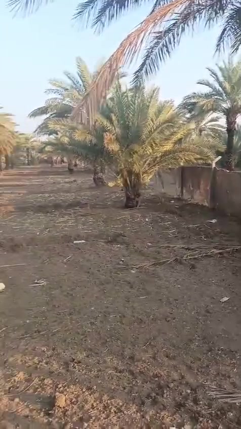 دونمين بيع او مراوس مسيجات بي آر سي بيهن نخيل سعر الدونم ٢٢٠ تحويل سهام يبعدن عن الأمام الحسين ع ٦كم قبل دوانم محمد حلوه ***********
