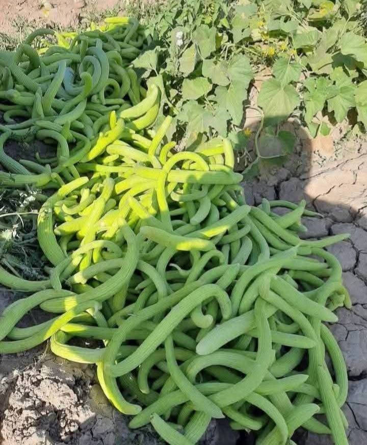 قريباً ان شاء الله... ينزل الطرح 

خيار عطروزي اول بأول حياشة، طازج يومي 
ناعم وعلى الشرط، لا مر ولا شي. طعمه يخبل ويرهم للطرشي

التوصيل مجاني داخل السماوة
علاكه 8 كيلوات بـ 11 ألف دينار بس

اليحب يحجز من هسه يتفضل خاص 
الحجز مفتوح والكمية محدودة بأول ايام

جرب وشوف. ما يعجبك ارفض ولا تنطي ربع


**إذا كنت صاحب هذا الإعلان وتريد حذفه لأي سبب، رجاءا أرسل رسالة إلى الدعم الفني**
