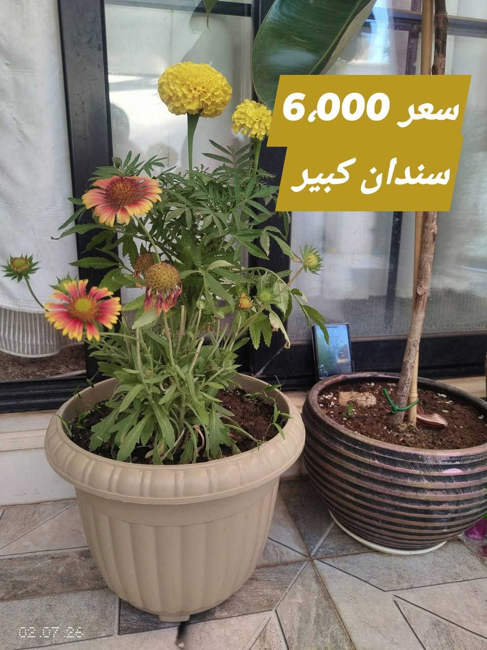 نبانات ظلية بسنادين صب اسمنتي وعادي 
الأسعار بالصور 
يوجود توصيل 
واتس او خاص
***********
