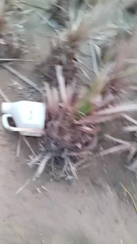 فسائل شويثي اصفر • شكر خضراوي زهدي • قريب الرميثه