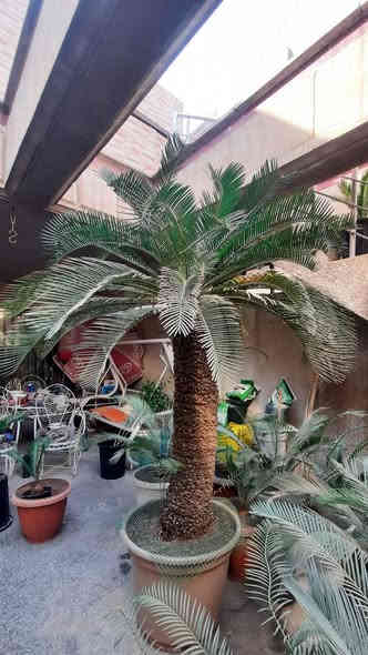 من رخصة الادمن نخلة سايكس للبيع العمر اكثر من ٣٥ سنه . موضوعه في سندانه منذ ٥ سنوات يعني لا تتكطع الجذور ولا توكع نص السعفات بعد التحويل . بيها سبع فسايل دليل على نشاطها وصحتها الجيده . تربتها بثموس مخصب وفيرمي كومبوست وقليل زميج ومسمده بالحديد والnpk  والهيومك اسد والداب يعني كامله مكمله ما شاء الله تبارك الله ارتفاع الجذع من التربه ١٢٥ سانتيمتر بدون السعف . السعر ٤٥٠ الف وبي مجال . مكاني الاعظميه الشراي يراسلني رجاءا واتساب  ***********
