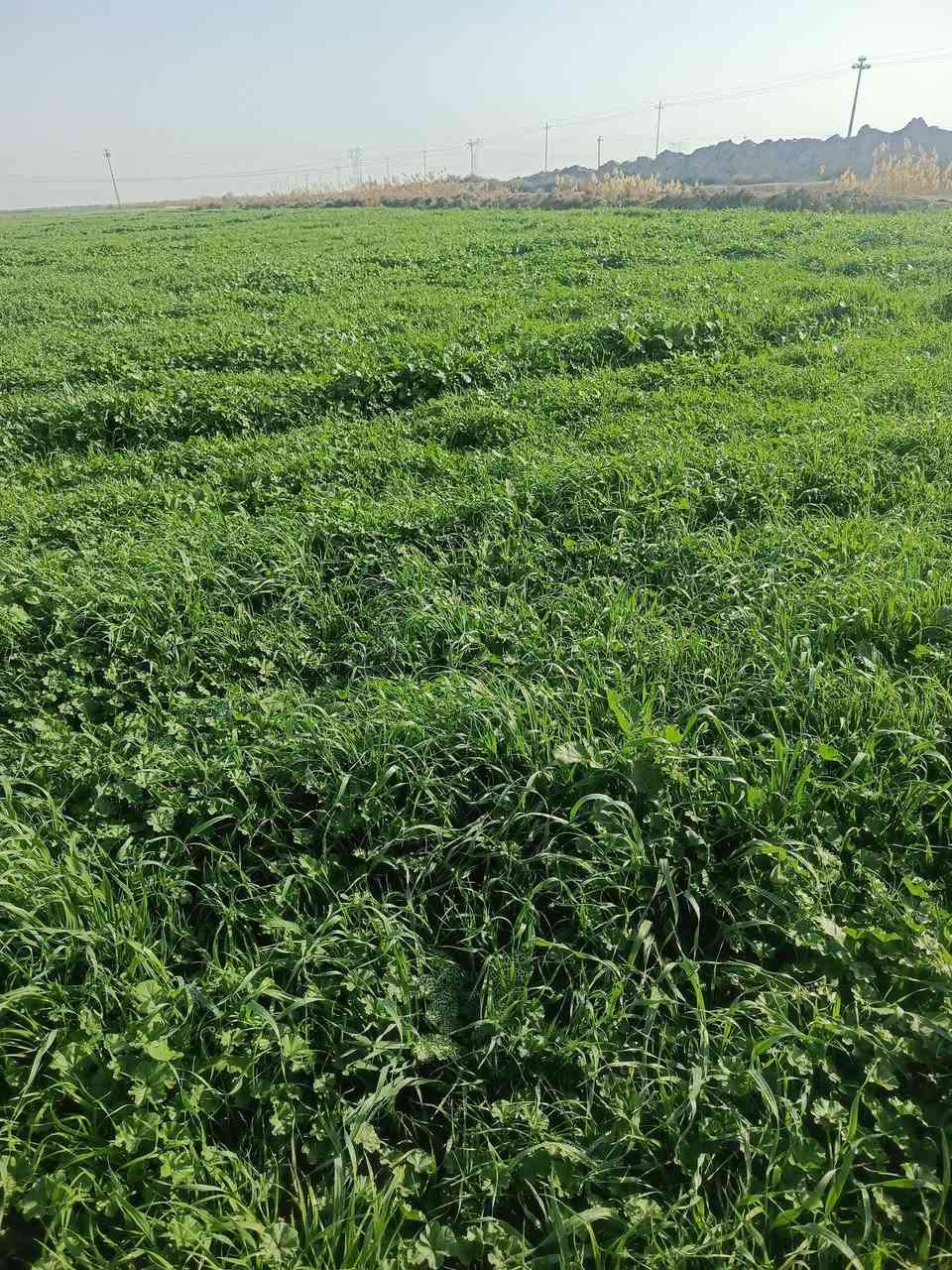 للبيع شاير شاير على طريق بغداد ***********
