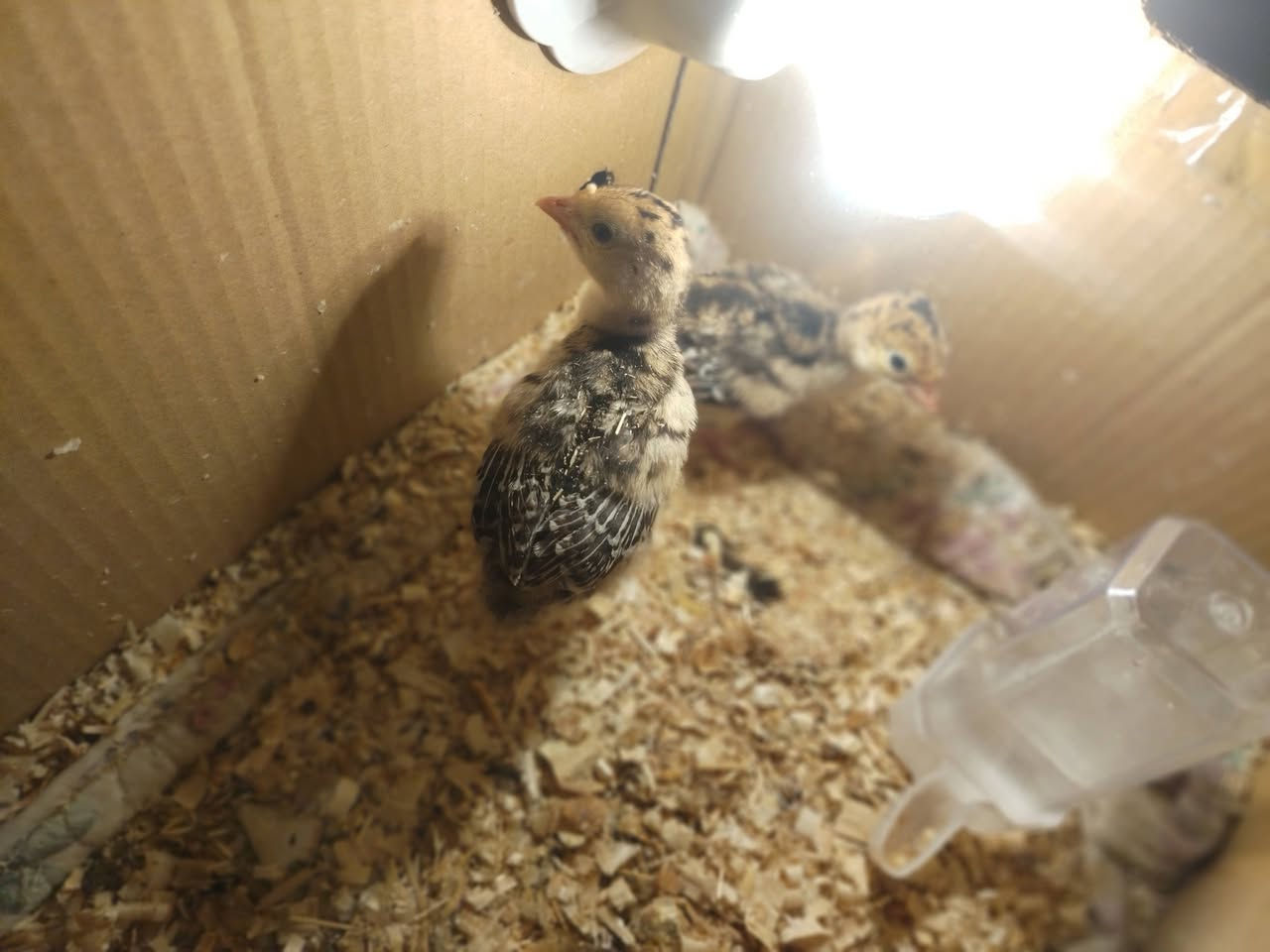 سلام عليكم شباب فسيفسات زوج للبيع العمر 15 يوم الشراي يخابر هاذه رقمي مكاني مسيب ***********
