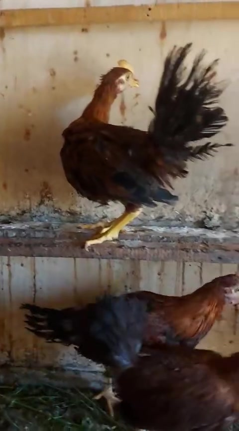 للبيع في النجف الاخوه الاربعه عمرهم ٤ شهور ديوجه عرب رس قديم من الاب والام


**إذا كنت صاحب هذا الإعلان وتريد حذفه لأي سبب، رجاءا أرسل رسالة إلى الدعم الفني**
