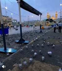 كربلاء المقدسة • غداً السبت • الساعة 1 ظهراً