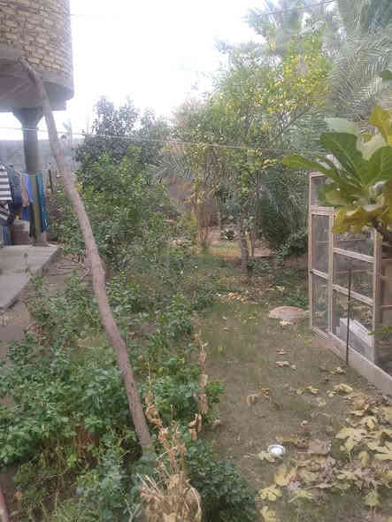 للبيع بيت  زراعي مساحته 400   و سعره 75 وبيه مجال و مكاتبه فقط  وشهود يتم البيع و  للتواصل  ***********
