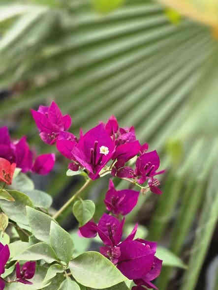 السلام عليكم اهلنا
توفرت شتلات جهنمي متسلق الوان نادرة
الشعله الذهبيه ٥الى ٧ الوان ارتفاع مترين مزهرة 
الاحمر الدموي ارتفاع من متر ونص لل مترين 
البنفسجي ارتفاع متر ونص 
وتوجد جميع النباتات الخارجيه نباتات الزينه والمثمرة 
للاستفسار مراسله الصفحه او الاتصال ***********وات ساب 
ملاحظه التوصيل داخل المحاويل مجان
