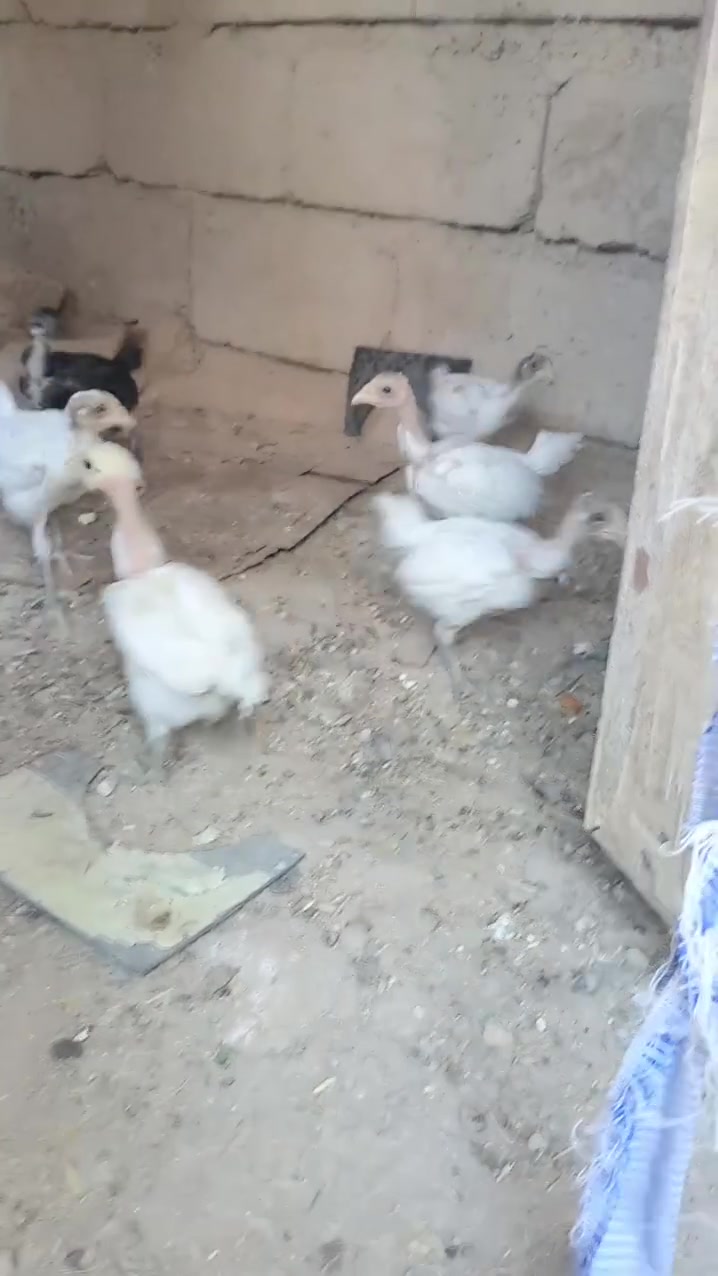 السلام عليكم اخوان صواصي عرب للبيع المهات مو للبيع بس الفراخ السوده وراها 10 و الصفره وراها 7 كلهن اكبار ***********
