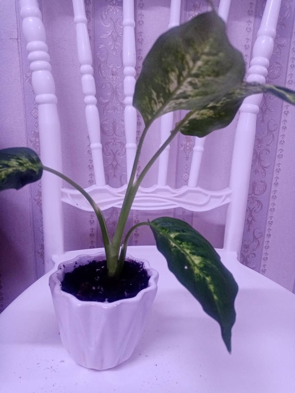 زرع طبيعي ماءي قاروره زرع بلتربه سعر حسب حجم السندانه والقاروره


**إذا كنت صاحب هذا الإعلان وتريد حذفه لأي سبب، رجاءا أرسل رسالة إلى الدعم الفني**