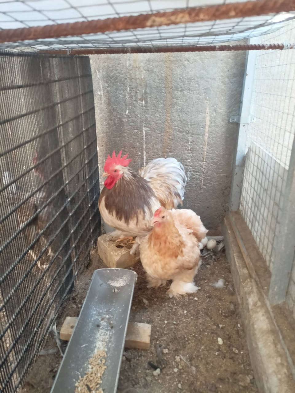 كوشن ديج ودجاجه بياضه 
كربلاء// حي الأطارات


**إذا كنت صاحب هذا الإعلان وتريد حذفه لأي سبب، رجاءا أرسل رسالة إلى الدعم الفني**