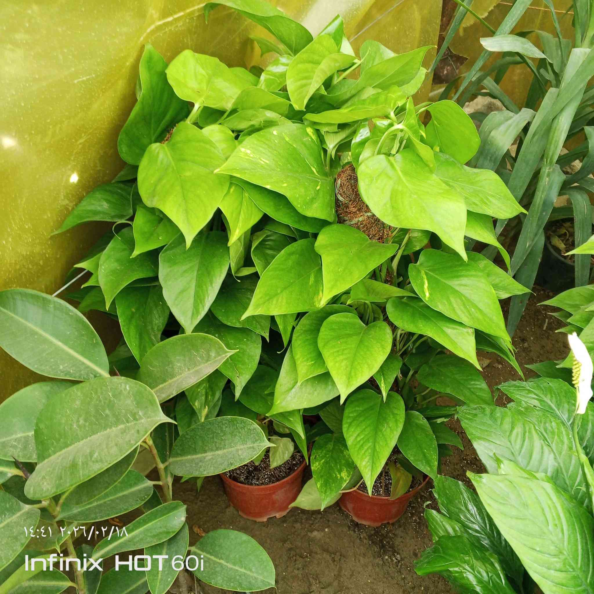 كل ماهو جديد ومتميز العنوان الشارع العام مجاور جملوانت  مجمع الكوري استفسار ***********/***********
