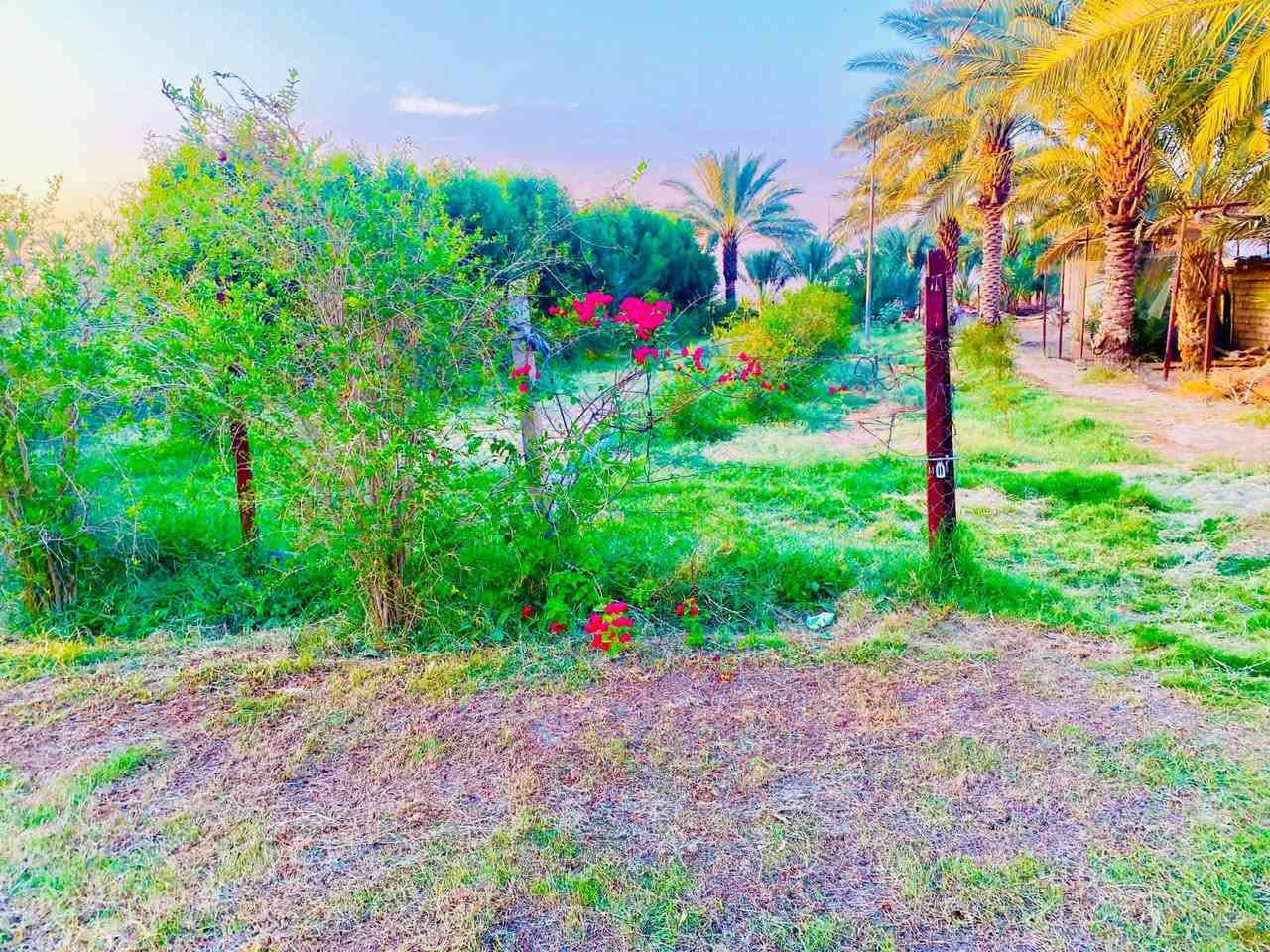 اخوان بيع مستعجل 
مزرعة للبيع 11 دوانم مع 3 دور سكنية جاهزة للسكن طابو زراعي سند 25 باسم شخص واحد فقط راقية جدا بناءحديث توجد فيها كافة الخدمات ومختلف الأشجار ونخيل والحمضيات مع بحيرة اسماك والحمضيات مع حقل عجول 
#العنوان  بابل مقابل شركة رنا نزلة خفاجة  شارع الرفيعات 
#وتوجد لدينا عدة دوانم ومزارع وعروض ومقاطعات ودور سكنية  عليكم متابعة الصفحة لطفا أو الاتصال بنا ويظهر لكم كل ما هو جديد لدينا مع فائق التقدير
***********
